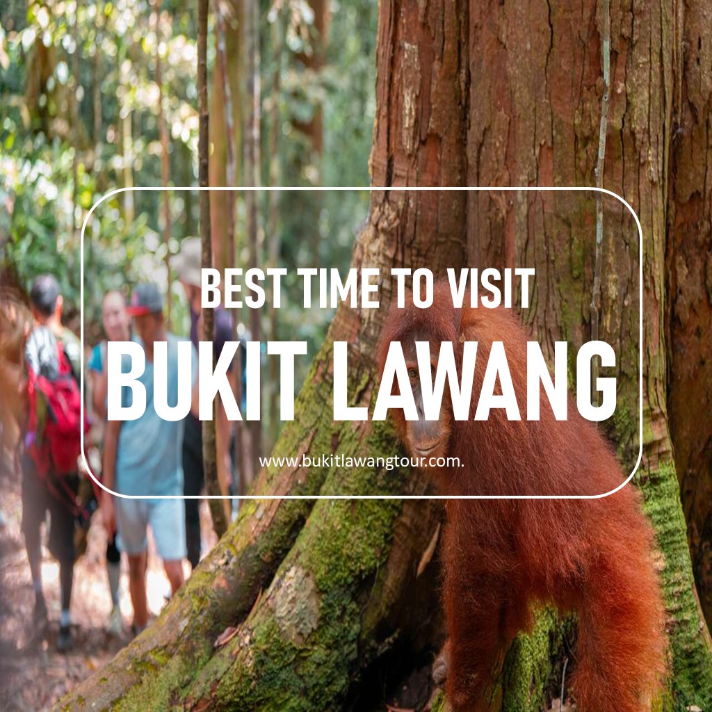 Best Time To Visit Bukitlawang