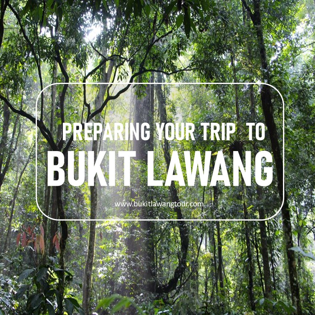 Preparing For Your Trip To Bukitlawang