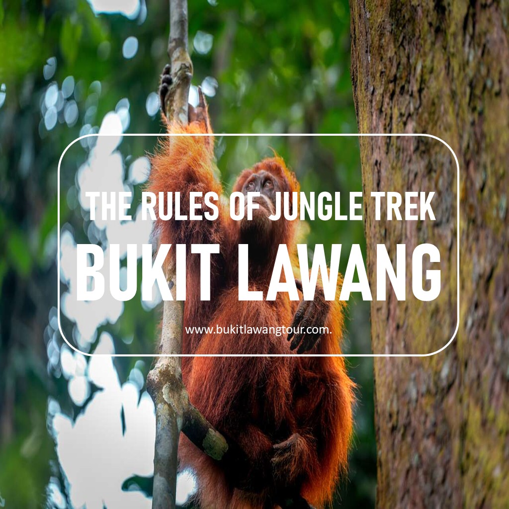 Jungle Rules In Bukitlawang