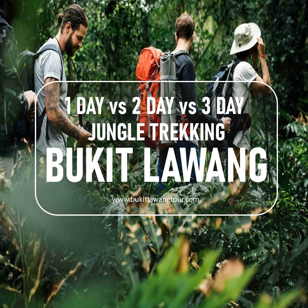 1 Day vs 2 Day vs 3 Day Jungle Trek
