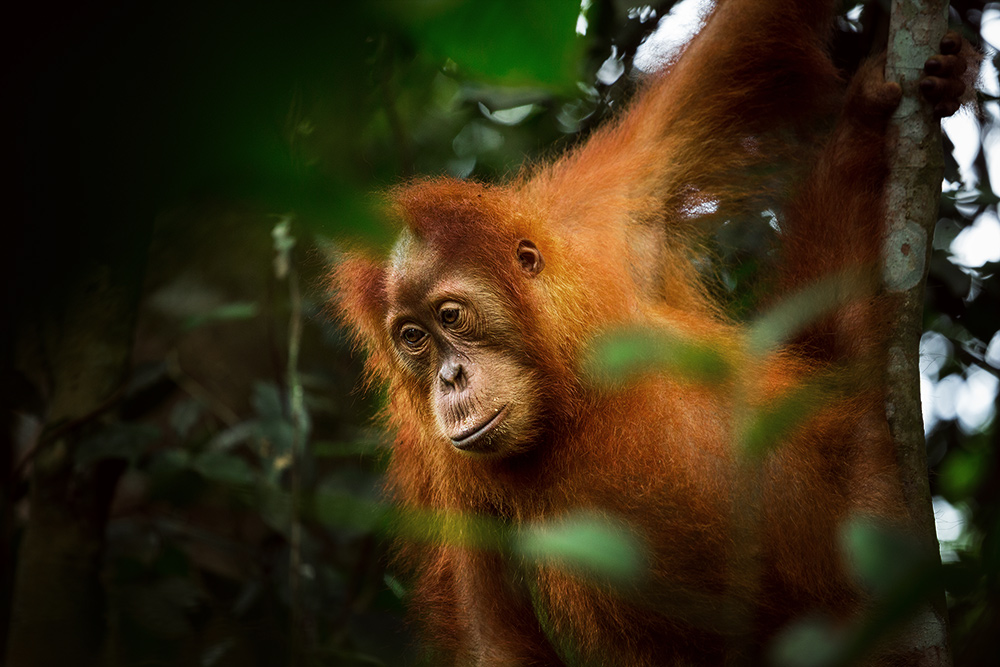 orangutan1.jpg