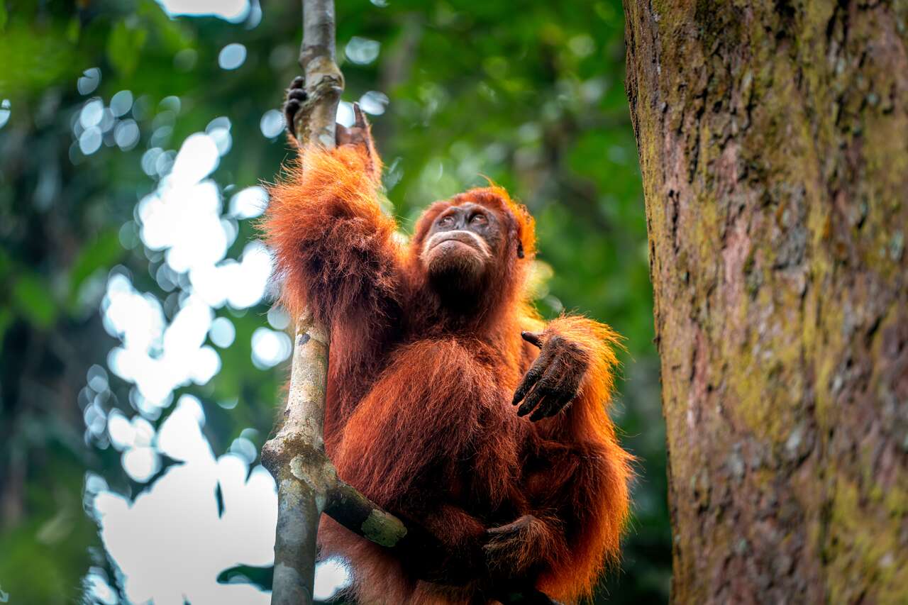orangutan.jpg