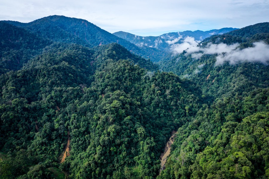 jungle_.jpg