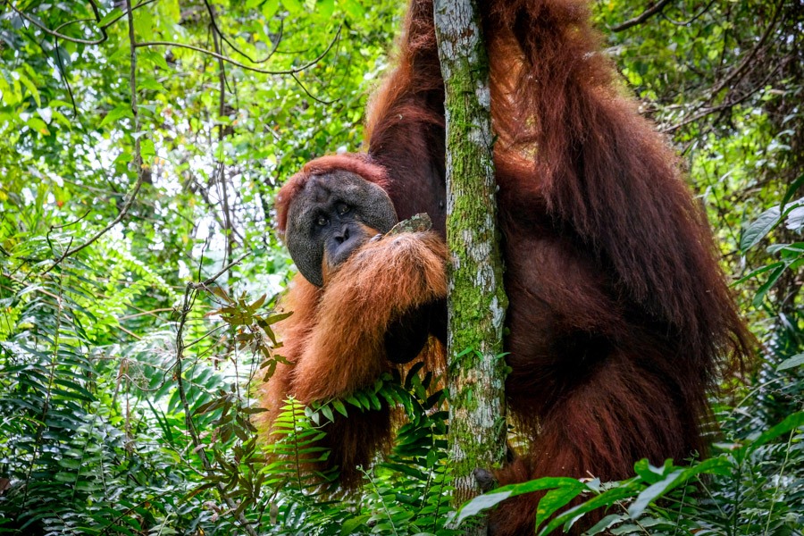 maelorangutan_.jpg