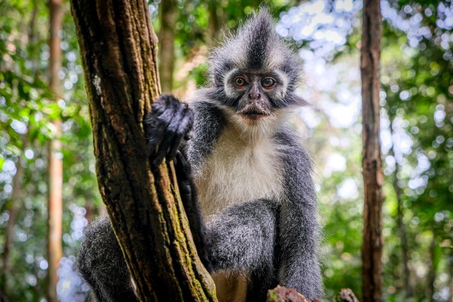 monkey_.jpg