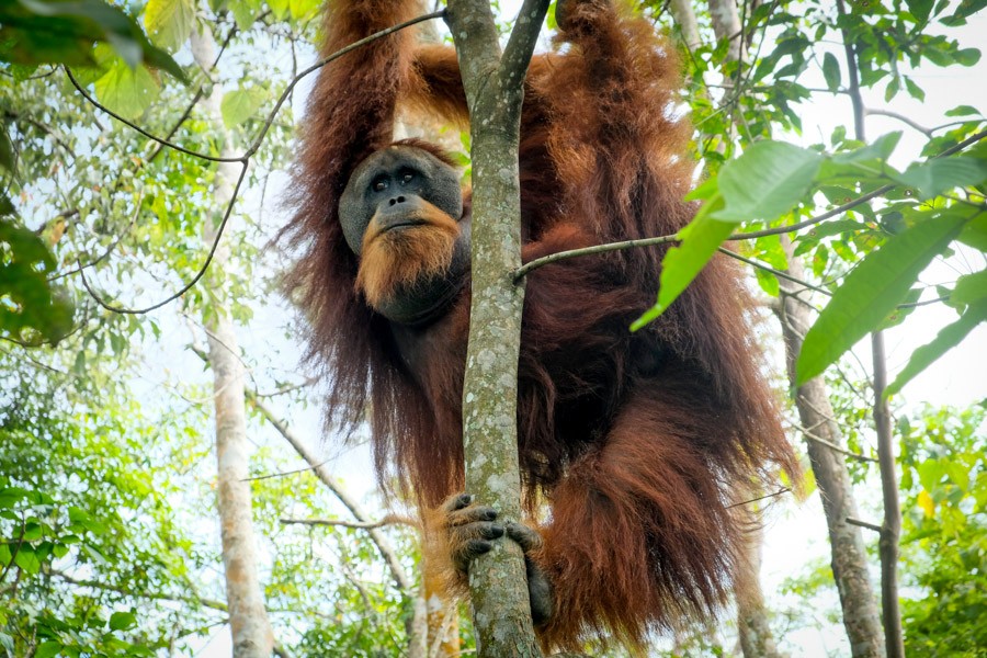 orangutan_.jpg