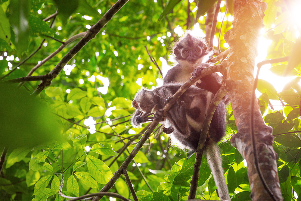 monkey.jpg