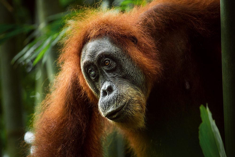 orangutan.jpg
