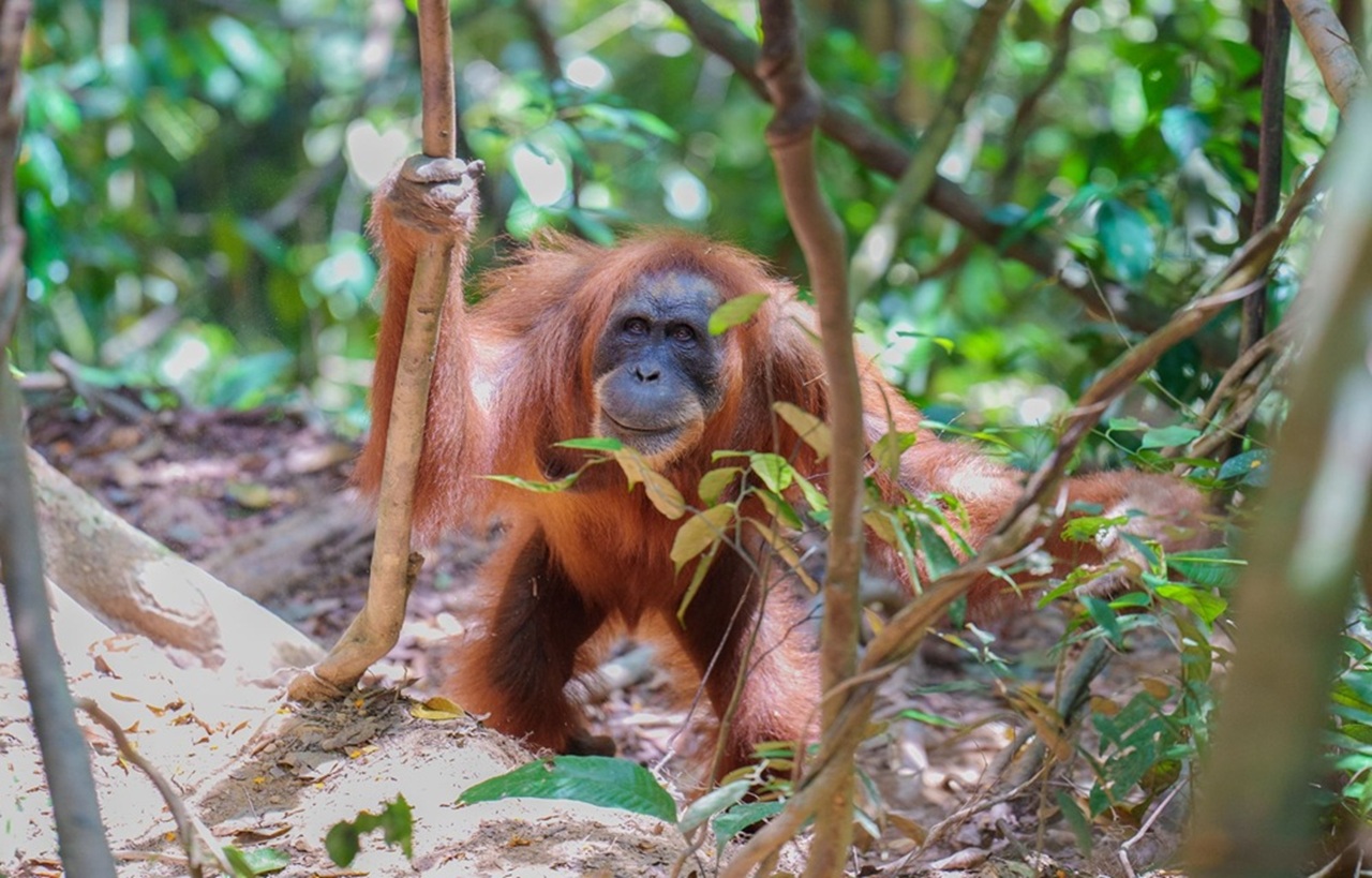 orangutann.jpeg