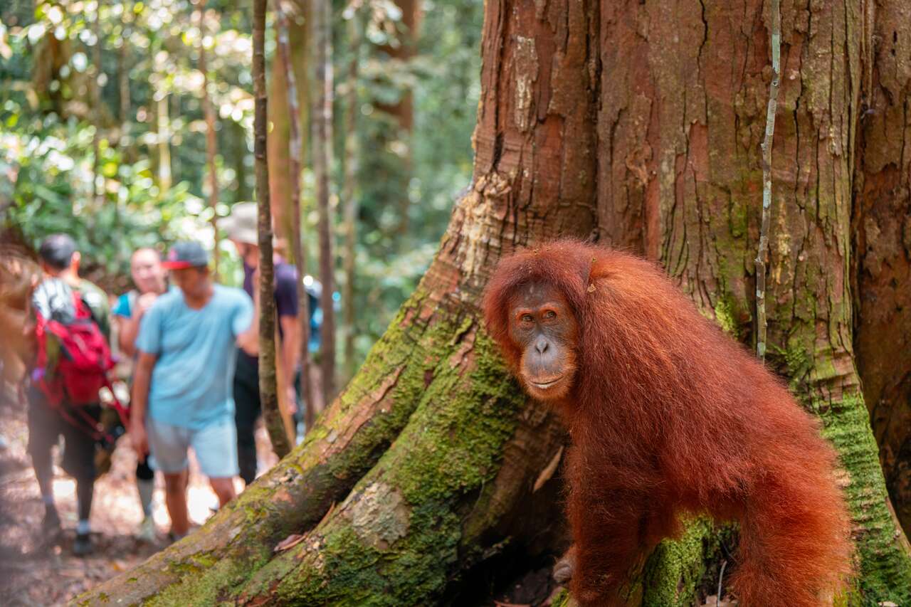seeorangutan_.jpg