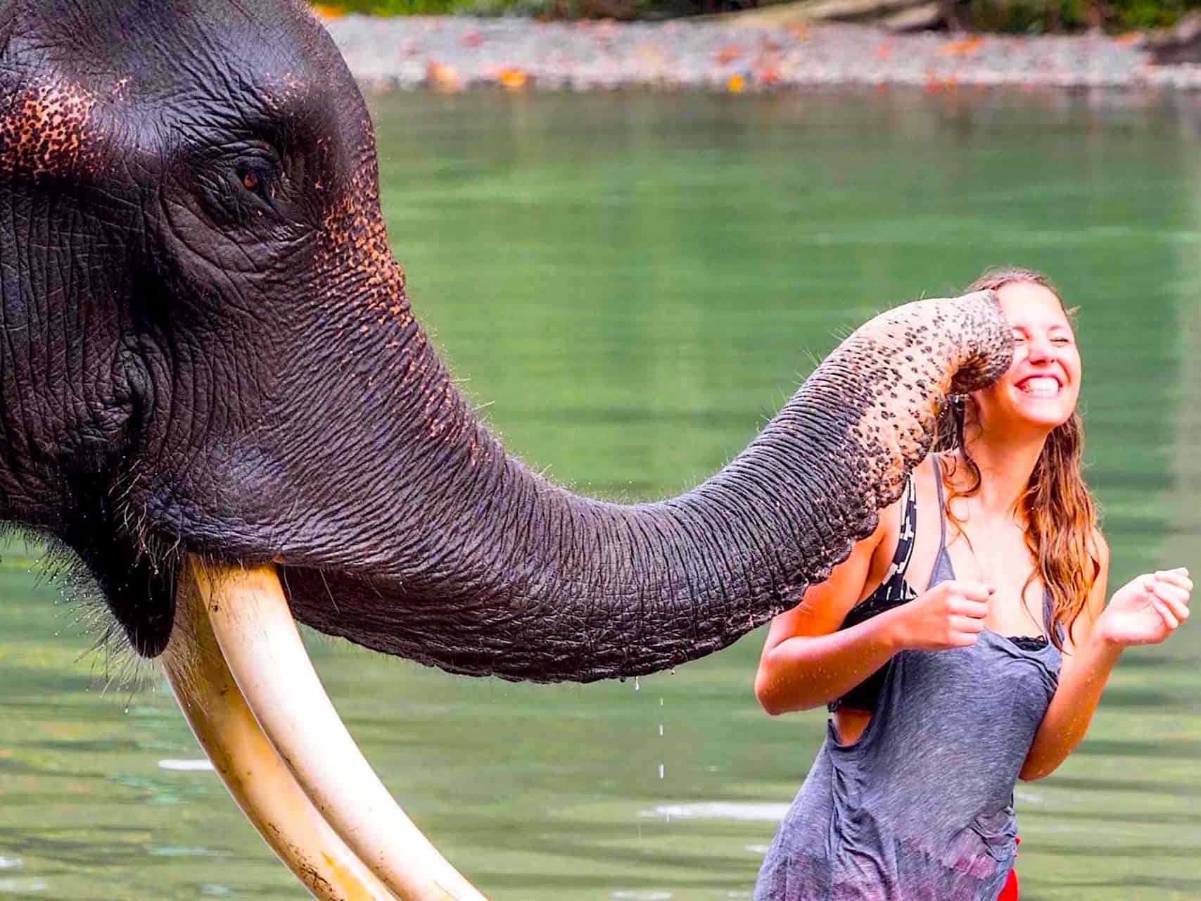 Tangkahanelephant_.jpg
