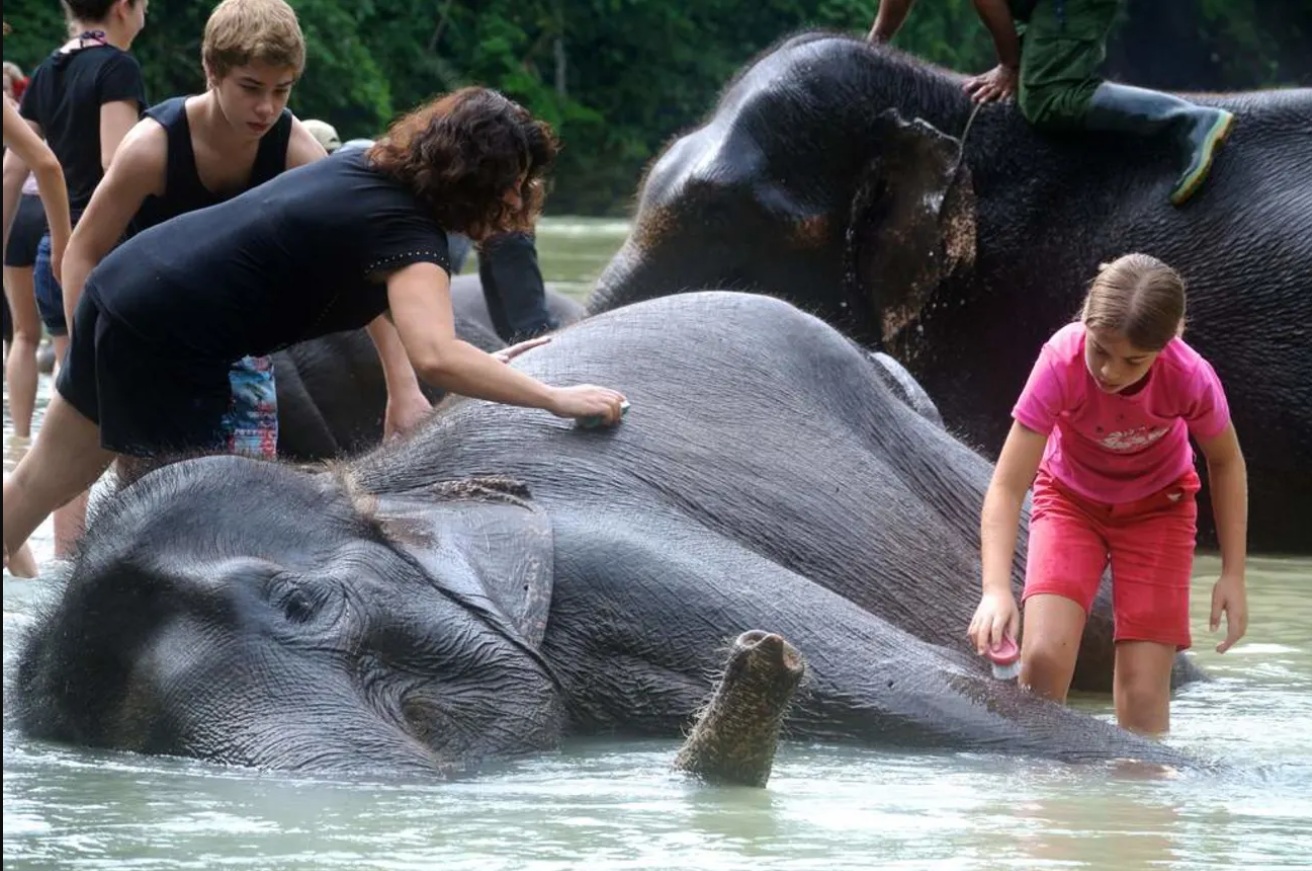 gajah_.jpg