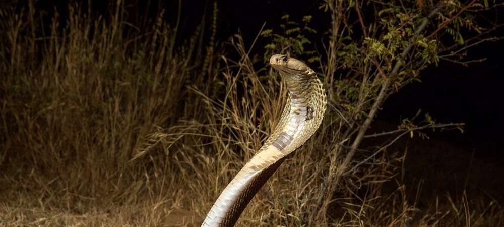 cobra.jpg