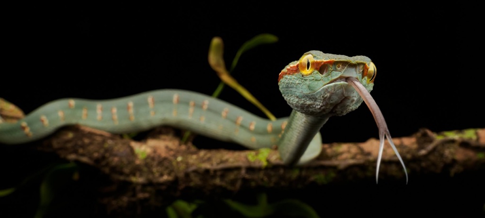 pitviper.jpg