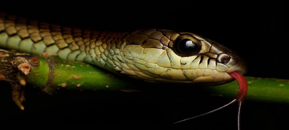 snake.jpg
